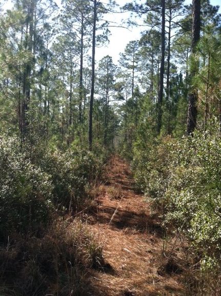 Waterfront Property in Wakulla County, Florida