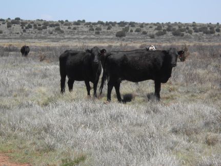 Farm Property in Guadalupe County, New Mexico