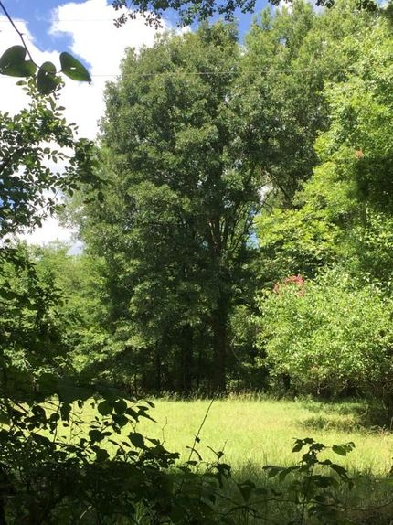 Hunting Land in Camp County, Texas