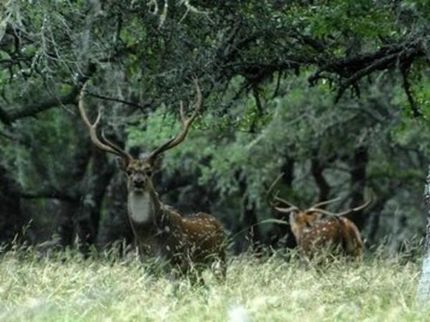 Farm Property in Concho County, Texas