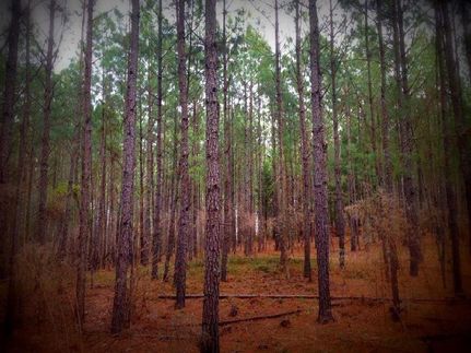 Ranch Property in Fairfield County, South Carolina