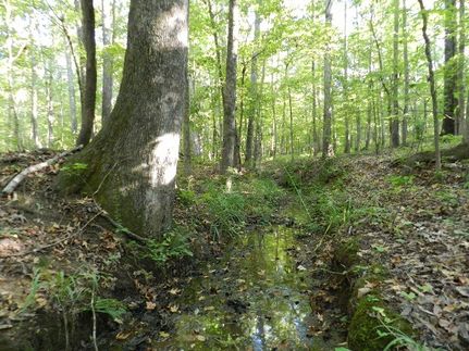 Undeveloped Land in Jones County, Georgia