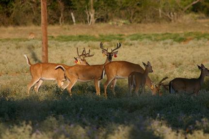 Farm Property in Brown County, Texas