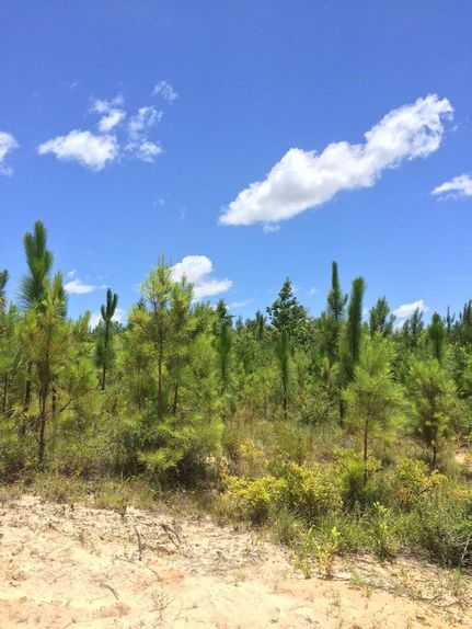 Ranch Property in Perry County, Mississippi