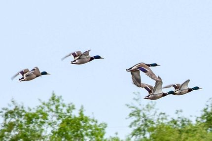 Hunting Land in Warren County, Iowa