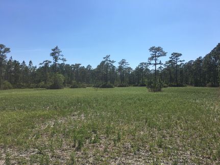 Hunting Land in Volusia County, Florida