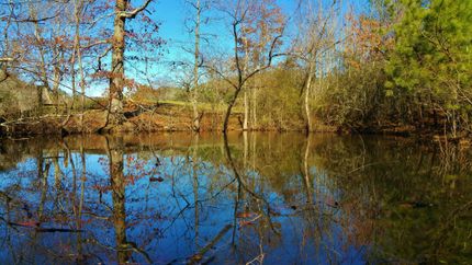 Timberland Property in Cullman County, Alabama