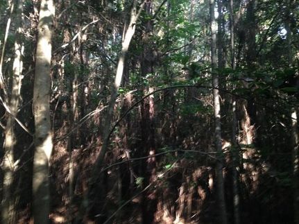 Farm Property in Clarke County, Mississippi