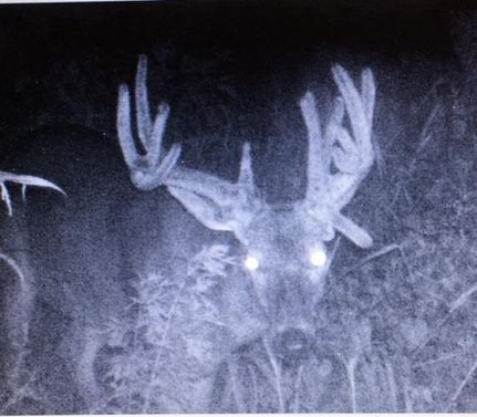 Riverfront Property in Alexander County, Illinois