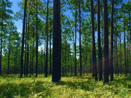 Ranch Property in Williamsburg County, South Carolina