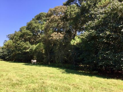 Timberland Property in Mobile County, Alabama