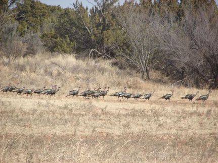 Farm Property in Knox County, Texas