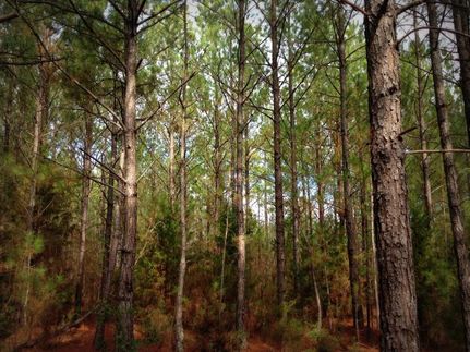 Ranch Property in Fairfield County, South Carolina