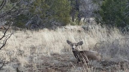 Residential Property in Cibola County, New Mexico