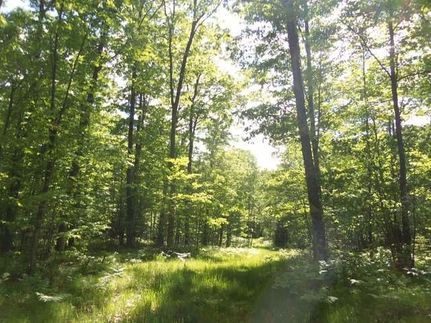 Hunting Land in Oneida County, Wisconsin
