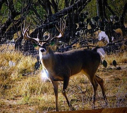 Farm Property in Duval County, Texas