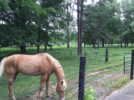 Timberland Property in Montgomery County, Alabama