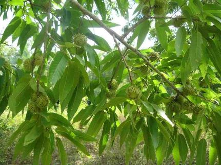 Ranch Property in Randolph County, Georgia