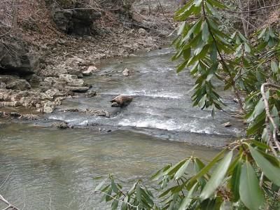 Ranch Property in Greenbrier County, West Virginia
