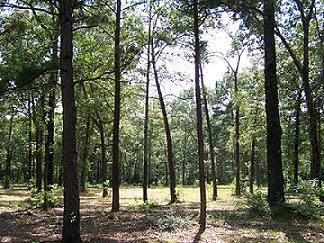 Property in Houston County, Texas