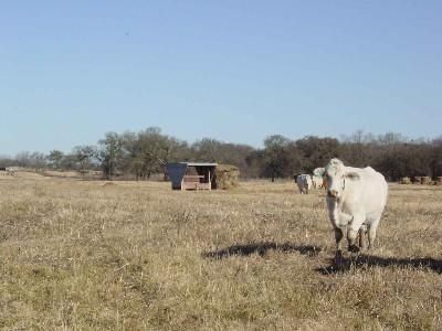 Farm Property in Limestone County, Texas