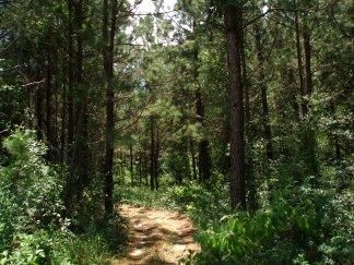 Farm Property in San Jacinto County, Texas