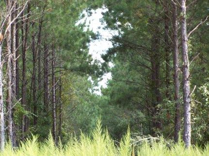 Farm Property in Trinity County, Texas