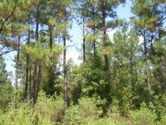 Farm Property in Sabine County, Texas