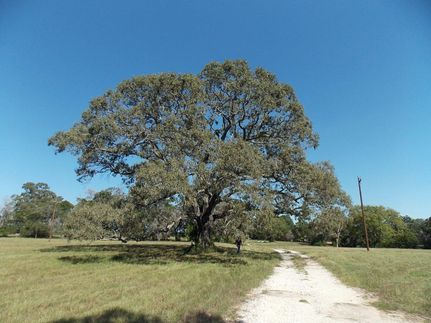 Farm Property in Leon County, Texas