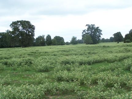 Farm Property in Lee County, Texas