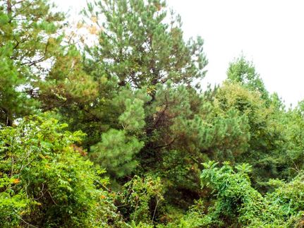 Farm Property in McCurtain County, Oklahoma