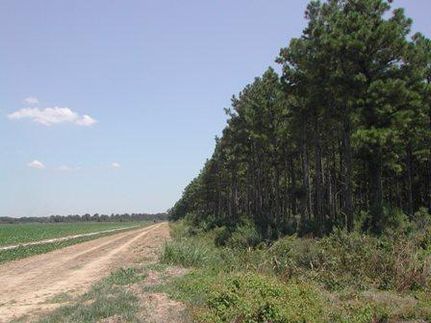 Farm Property in West Carroll Parish, Louisiana