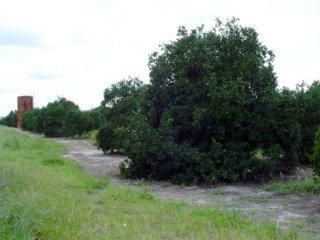 Ranch Property in Polk County, Florida