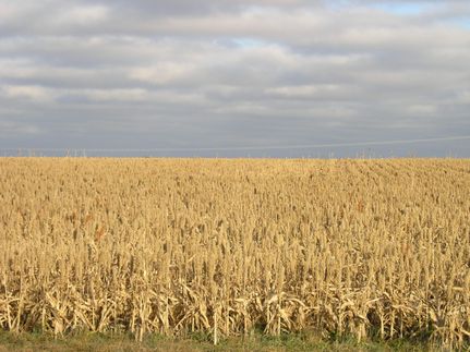 Property in Ness County, Kansas
