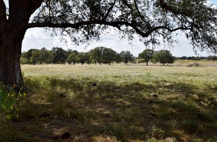 Farm Property in Colorado County, Texas