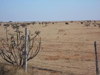 Ranch Property in Quay County, New Mexico