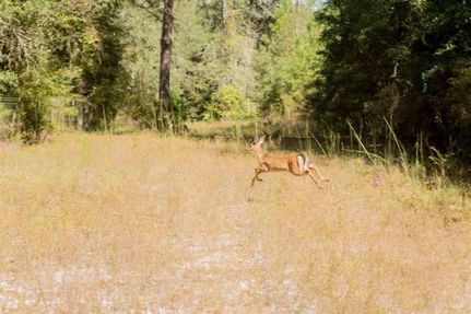 Waterfront Property in Suwannee County, Florida