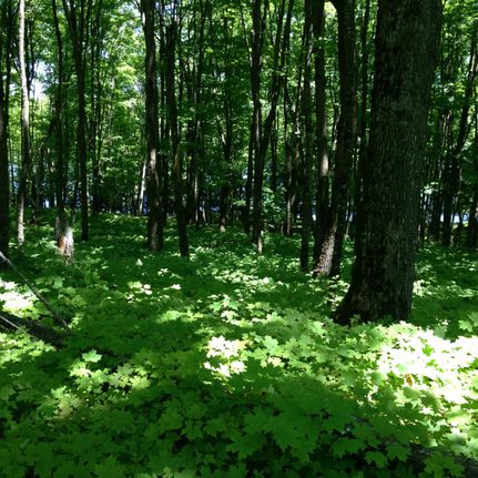 Property in Iron County, Wisconsin