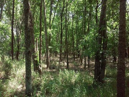 Farm Property in Delta County, Texas