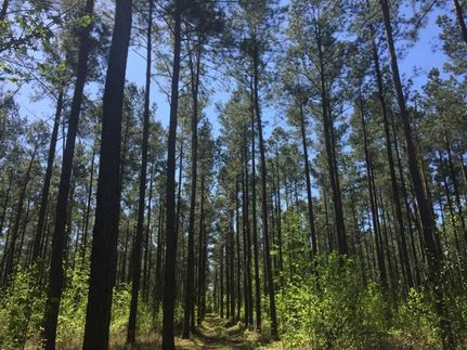 Ranch Property in Bamberg County, South Carolina