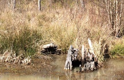 Ranch Property in Anderson County, South Carolina