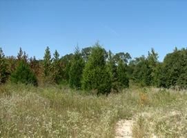 Ranch Property in Anderson County, Texas