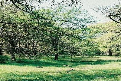 Farm Property in Williamson County, Texas