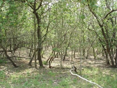 Ranch Property in Caldwell County, Texas