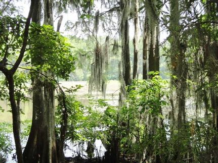 Farm Property in Harrison County, Texas