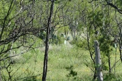 Farm Property in Mitchell County, Texas