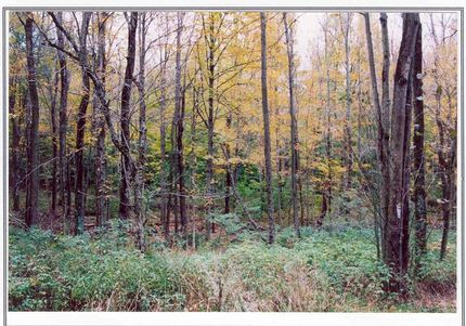 Farm Property in Wayne County, Pennsylvania