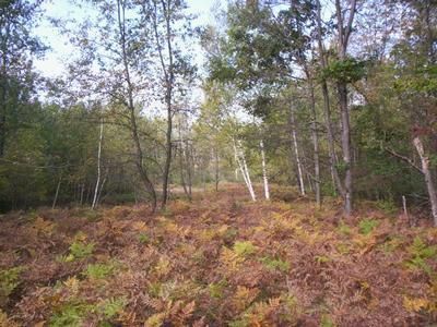 Farm Property in Tuscola County, Michigan