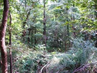 Farm Property in Hardeman County, Tennessee