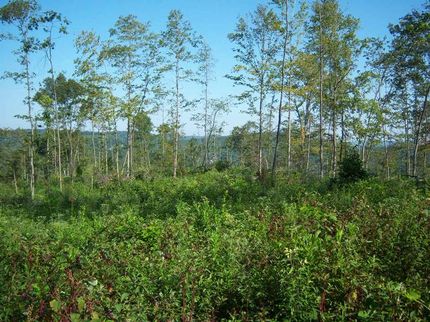 Property in Rockcastle County, Kentucky